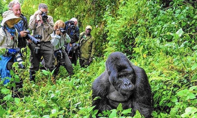 uganda gorilla